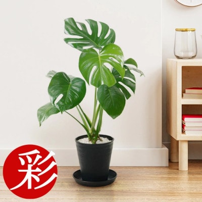 èŠ³èæ€ç© ã¢ã³ã¹ãã© 6å·ã»ã©ã¢ãŒãé¢ ãã©ãã¯ãé
éäžå¯å°åïŒé¢å³¶ã»æ²çžçãã1707555ã