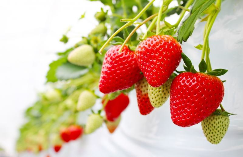 いちご狩りファミリーチケット