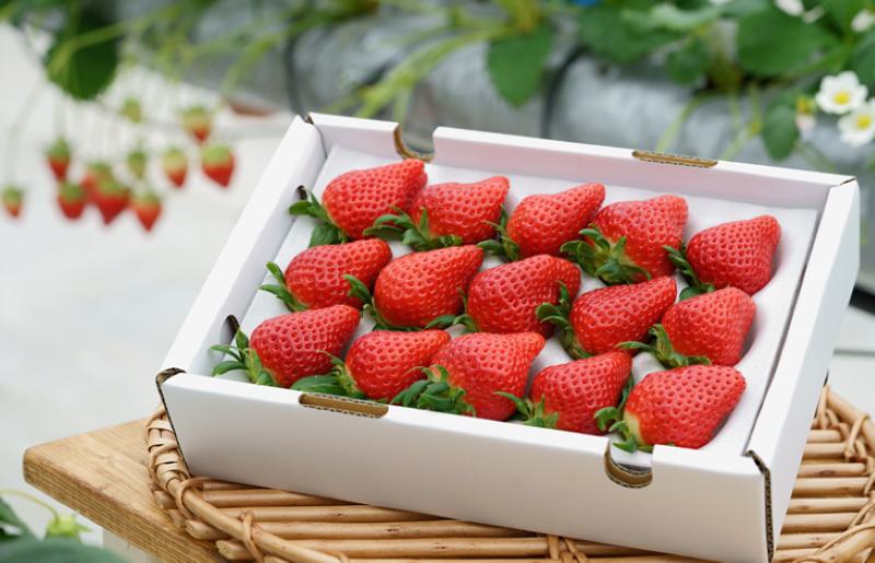 【先行予約】「厳選プレミアム！」完熟朝摘みいちご 800g（400g×2パック）