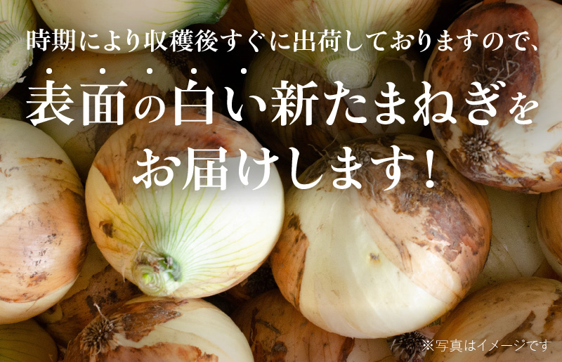 射手矢さんちの泉州たまねぎ 5kgとドレッシング 500ml×1本 G1302