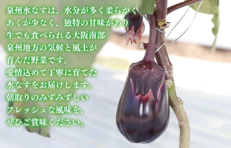 泉州 水なす 12個【ハウス栽培 新鮮 野菜 泉佐野産 茄子 数量限定】 