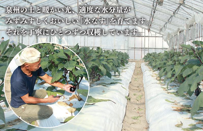 泉州 水なす 12個【ハウス栽培 新鮮 野菜 泉佐野産 茄子 数量限定】 