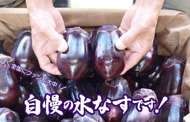 泉州 水なす 12個【ハウス栽培 新鮮 野菜 泉佐野産 茄子 数量限定】 