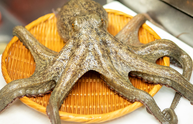 漁師が作った和泉ダコのやわらか煮