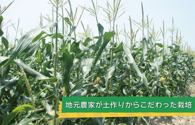 【先行予約】ゴールドラッシュ 7本【新鮮 野菜 泉佐野産 とうもろこし コーン やさい TONOファーム 高評価 数量限定】