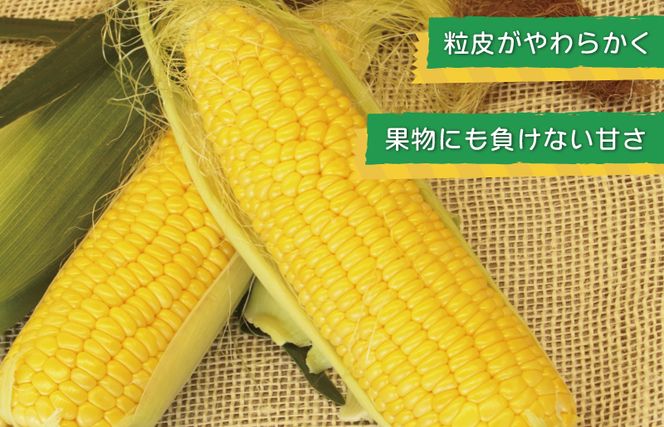 【先行予約】ゴールドラッシュ 7本【新鮮 野菜 泉佐野産 とうもろこし コーン やさい TONOファーム 高評価 数量限定】