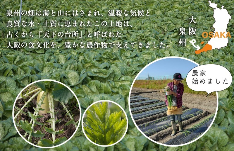 【スピード発送】季節の泉州野菜 10種 おまかせセット ピクルスの素 2袋付き いずみピクルス NSW G906