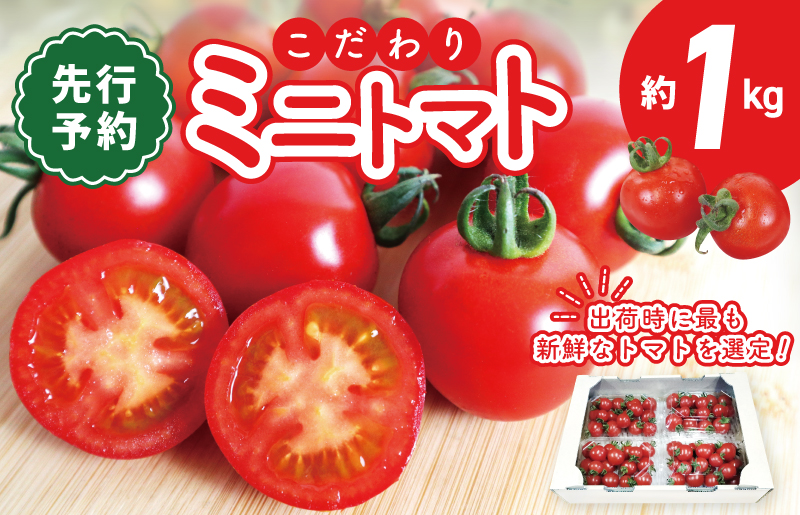 【先行予約】こだわり ミニトマト 4パック 合計 約1kg【新鮮 野菜 泉佐野産 とまと やさい 高評価 数量限定】 099H2506