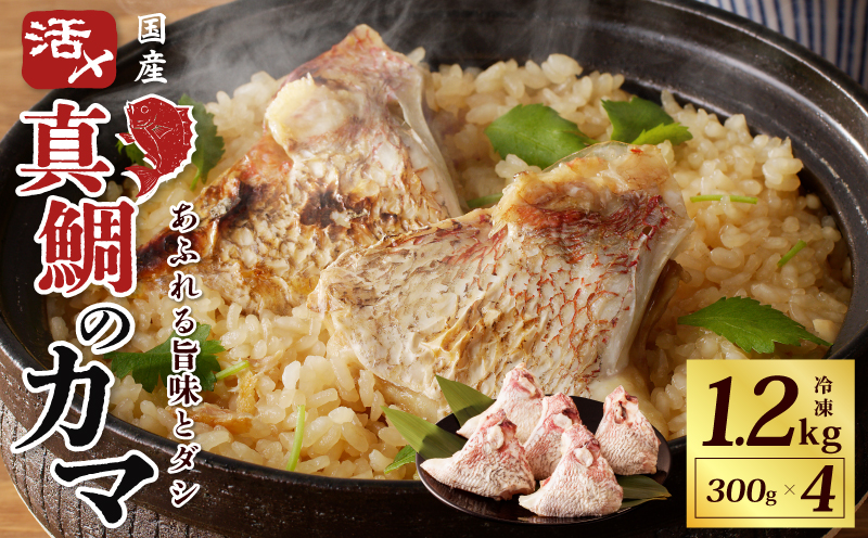 国産 活〆養殖 真鯛のカマ 合計1.2kg（300g×4パック） 099H2651