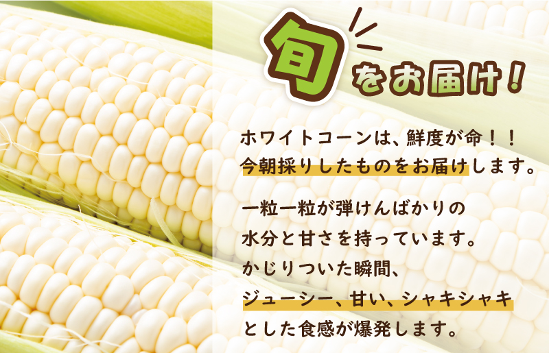 【先行予約】朝採り ホワイトコーン 8本セット【とうもろこし 農家直送 新鮮 野菜 やさい 期間限定 大阪 泉佐野 大阪府 泉佐野市】