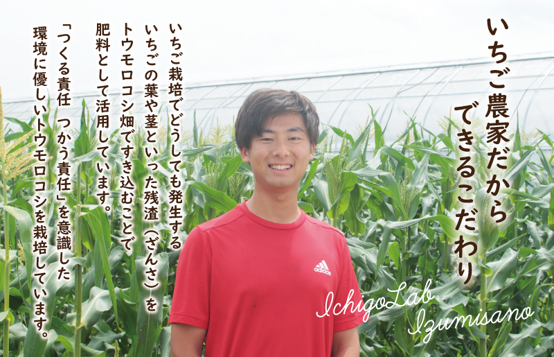 【先行予約】朝採り ホワイトコーン 8本セット【とうもろこし 農家直送 新鮮 野菜 やさい 期間限定 大阪 泉佐野 大阪府 泉佐野市】
