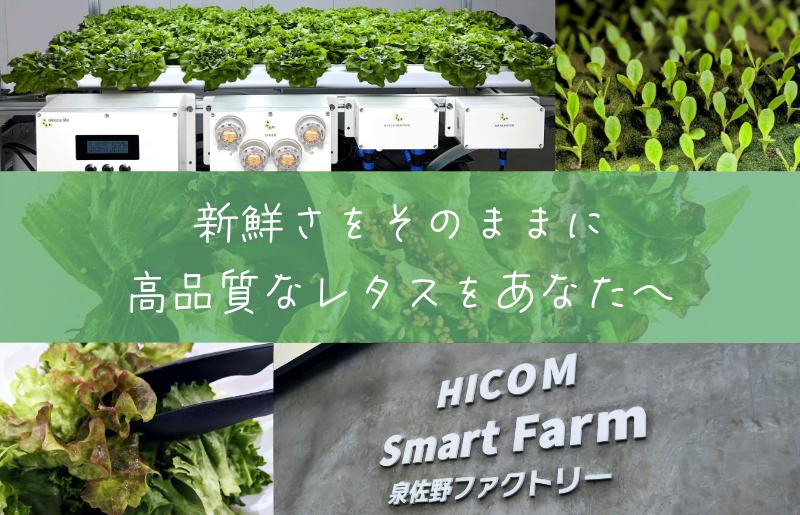 【栽培期間中農薬不使用】フリルレタス／レッドフリルレタス／バタビアレタス 食べ比べセット（8袋入り）