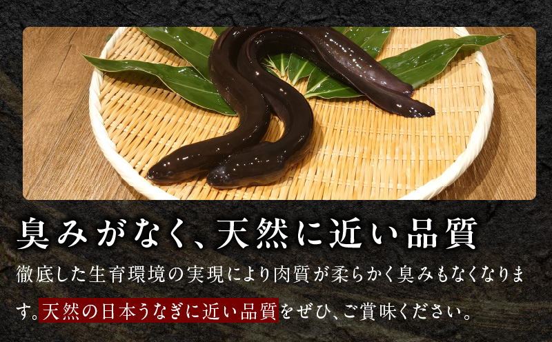 【数量限定】国産うなぎ 3尾 480g以上 大サイズ【えびす鰻 うなぎ ウナギ 国産 泉佐野産 1尾160g以上 蒲焼き かばやき 冷凍 うな重 ひつまぶし 惣菜 先行予約】 G1259