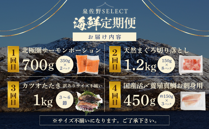 泉佐野セレクト 海鮮定期便 全4回 サーモン 天然まぐろ かつお 真鯛【毎月配送コース】
