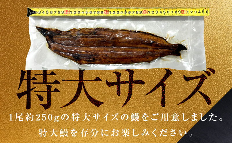 超ビッグサイズ！数量限定！老舗【五郎藤】 関西風地焼き 国産有頭旨鰻 250g×1尾 特大 うなぎ ウナギ 蒲焼き 炭火 G1482