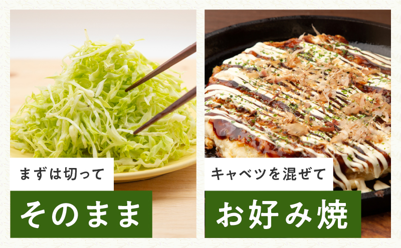 【スピード発送】泉州キャベツ 5kg 2〜5玉 射手矢農園 訳あり サイズ不揃い【TVで紹介！】