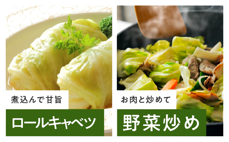 【先行予約】射手矢さんちの泉州キャベツ 10kg【新鮮 野菜 泉佐野産 やさい 射手矢農園 高評価 数量限定 TVで紹介！】