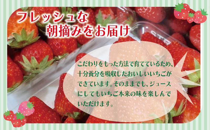 【特別規格】朝摘み完熟いちご 2パック【化粧箱入り 220g×2P 苺 イチゴ フルーツ 果物】 G1631