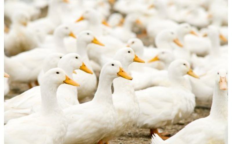 天使の羽毛まくら 国産出来立てプレミアム