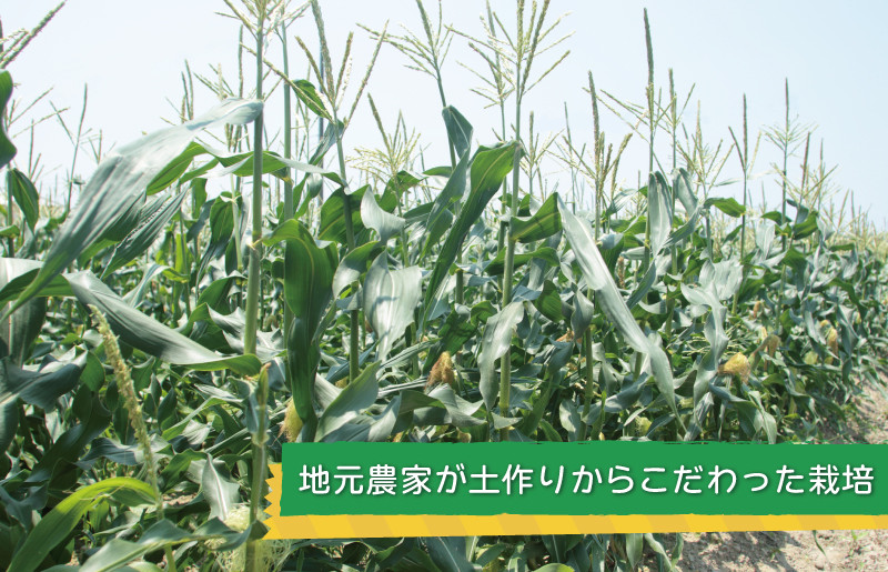 ãå
è¡äºçŽããŽãŒã«ãã©ãã·ã¥ 14æ¬ãæ°é®® éè æ³äœéç£ ãšããããã ã³ãŒã³ ããã TONOãã¡ãŒã æ°ééå®ã