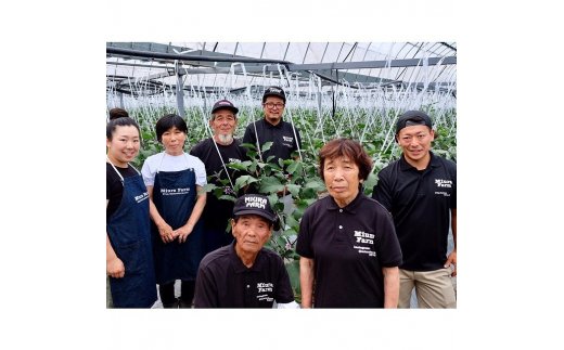 無添加水なす 米ぬか漬け 6個【新鮮 野菜 泉佐野産 茄子 やさい 高評価 数量限定】