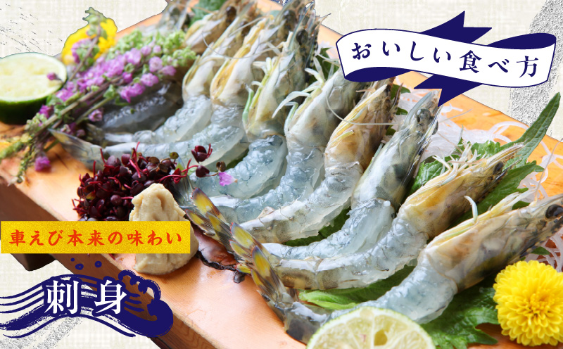 【TVで紹介！】泉州車えび 300g【生食可 海鮮 車海老 車エビ 海老 えび エビ 刺身 産地直送 急速冷凍 鮮度抜群】