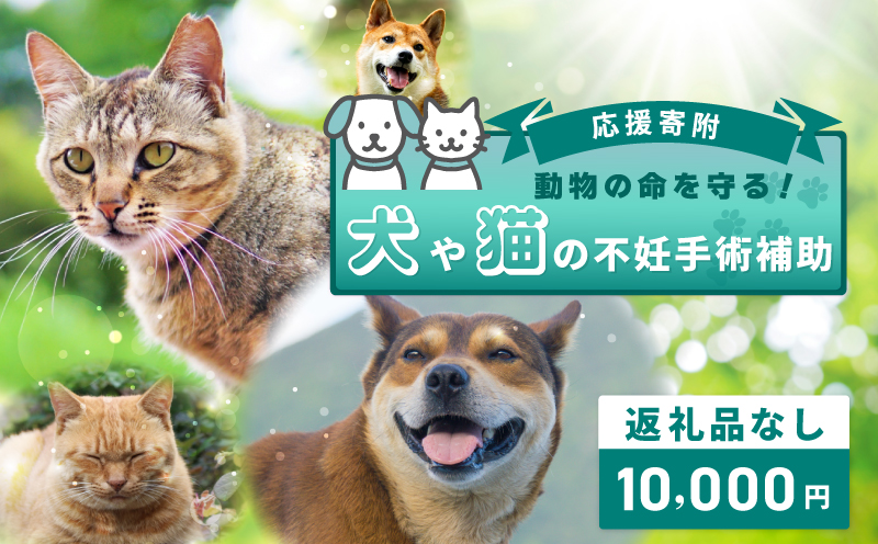 【返礼品なし】動物の命を守る！犬や猫の不妊手術補助 応援寄附（大阪府泉佐野市）　