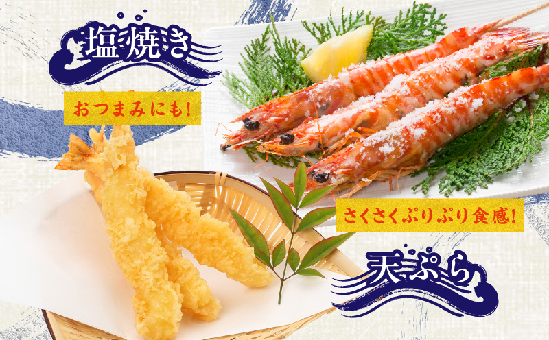 【TVで紹介！】泉州車えび 300g【訳あり サイズ不揃い 生食可 海鮮 車海老 車エビ 海老 えび エビ 刺身 産地直送 急速冷凍 鮮度抜群】