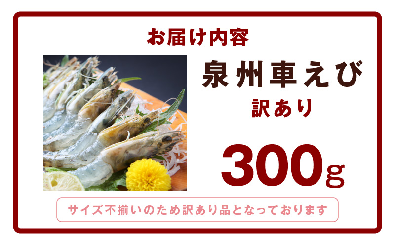 【TVで紹介！】泉州車えび 300g【訳あり サイズ不揃い 生食可 海鮮 車海老 車エビ 海老 えび エビ 刺身 産地直送 急速冷凍 鮮度抜群】
