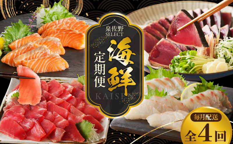 泉佐野セレクト 海鮮定期便 全4回 サーモン 天然まぐろ かつお 真鯛【毎月配送コース】