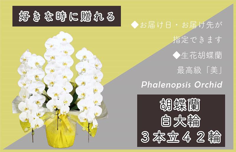 3本立て 胡蝶蘭 42輪〜45輪 白色【木製大型木札 または メッセージカード 付き ラッピング お祝い ギフト 贈答 贈り物 プレゼント 生花 花 農福連携】