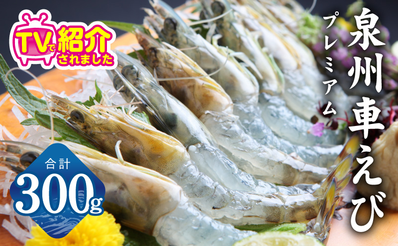 【TVで紹介！】泉州車えび 300g【生食可 海鮮 車海老 車エビ 海老 えび エビ 刺身 産地直送 急速冷凍 鮮度抜群】