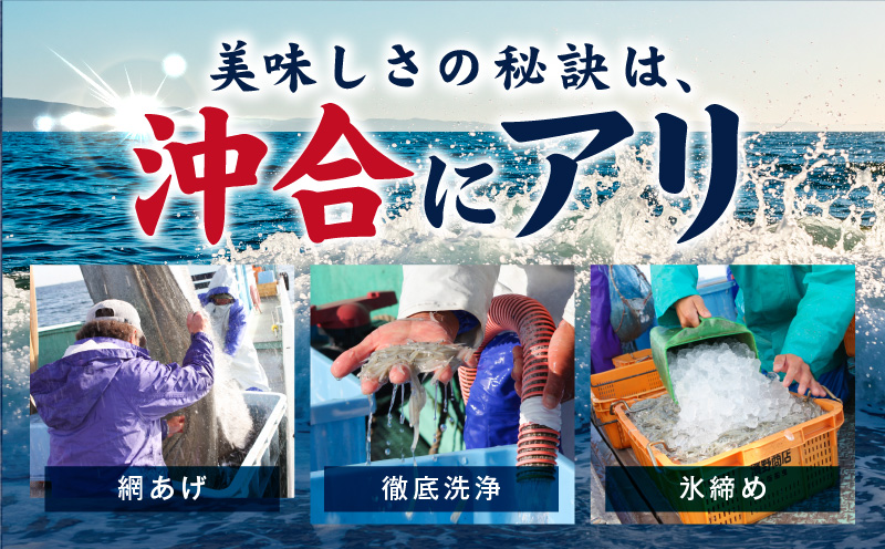 【スピード発送】新物！泉州生しらす「煌（きらめき）」300g【小分け 100g×3P 漁師直送 シラス 国産 無添加 産地直送 sirasu 海鮮 しらす 鰯 イワシ いわし 大阪 泉佐野 大阪府 泉佐野市】