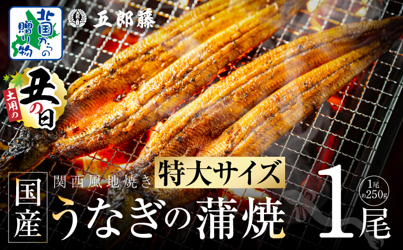 【7/26土用の丑の日】超ビッグサイズ！数量限定！老舗「五郎藤」 関西風地焼き 国産有頭旨鰻 250g×1尾【特大 うなぎ ウナギ 蒲焼き 炭火】