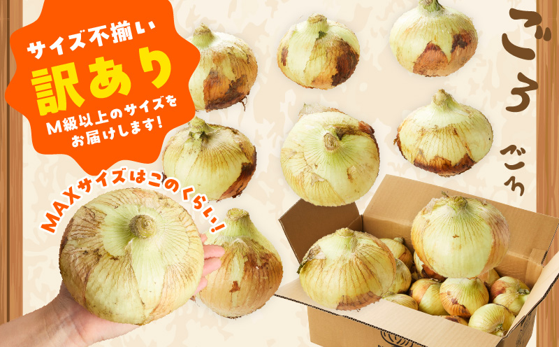 【先行予約】泉州たまねぎ 20kg 玉ねぎ 射手矢農園【タマネギ 玉葱 甘い 野菜 国産 期間限定 オニオン スライス サラダ カレー シチュー バーベキュー BBQ 肉じゃが TVで紹介！】