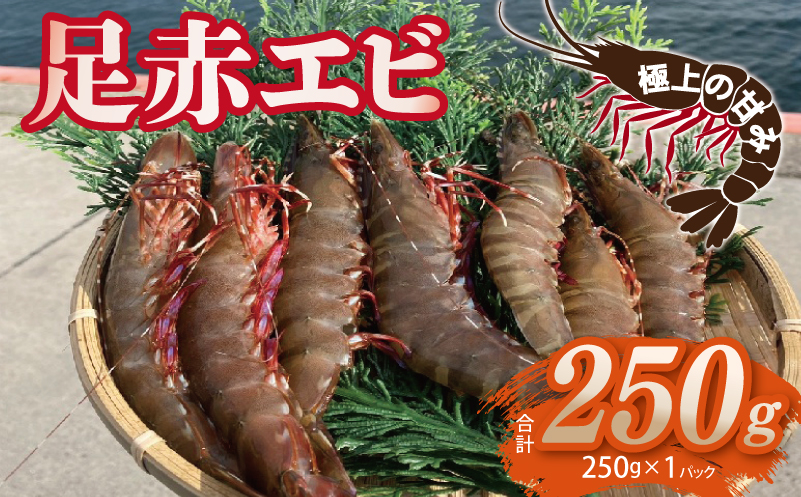 足赤エビ 250g【国産 えび 天然 ぷりぷり 海鮮 水揚げ 生食可】