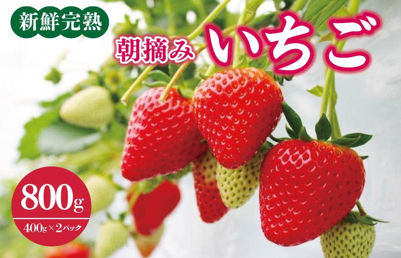 【先行予約】「厳選プレミアム！」完熟朝摘みいちご 800g（400g×2パック）
