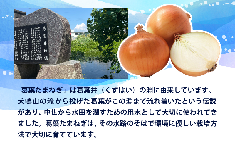 【先行予約】葛葉玉ねぎ 6kg【10〜15玉 泉佐野市 泉州たまねぎ 肉厚 甘い】