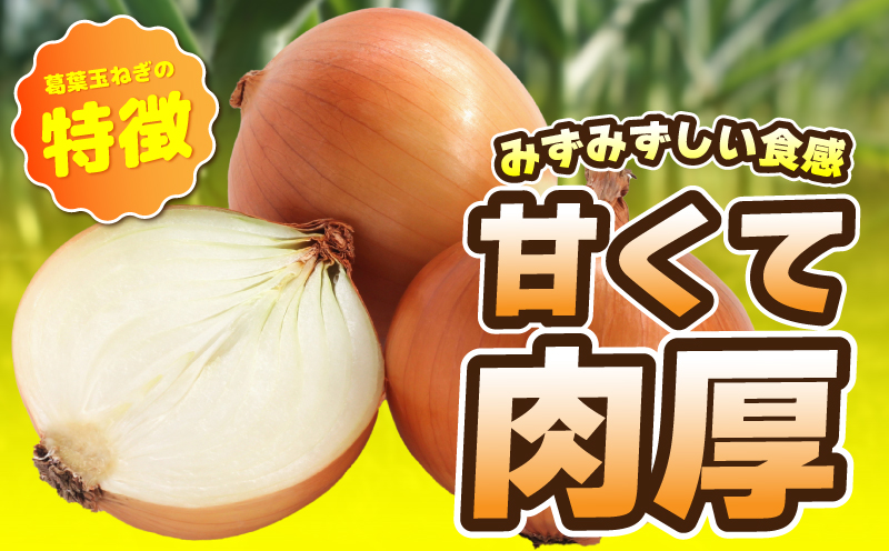 【先行予約】葛葉玉ねぎ 6kg【10〜15玉 泉佐野市 泉州たまねぎ 肉厚 甘い】