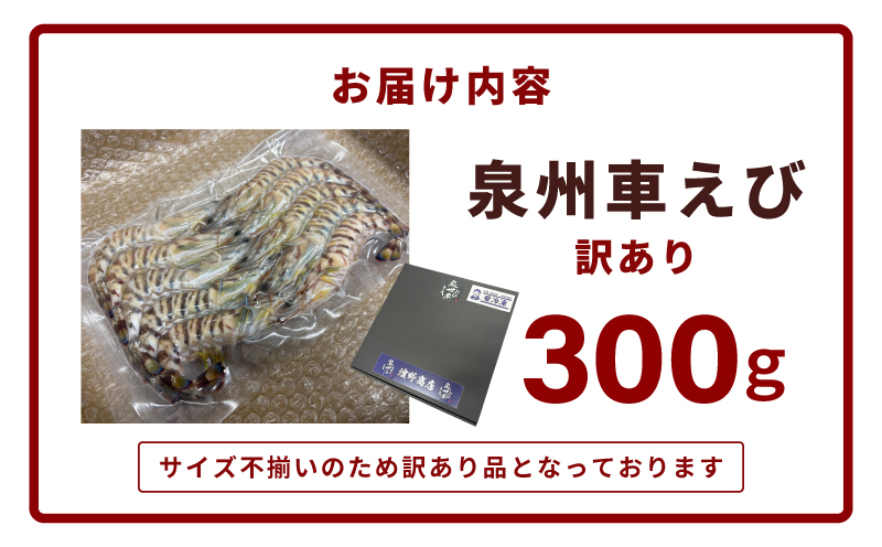 【TVで紹介！】泉州車えび 300g【訳あり サイズ不揃い 生食可 海鮮 車海老 車エビ 海老 えび エビ 刺身 産地直送 急速冷凍 鮮度抜群 スピード発送】