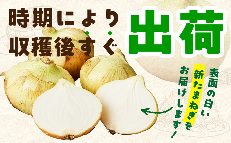 【先行予約】泉州たまねぎ 10kg 玉ねぎ 射手矢農園【タマネギ 玉葱 甘い 野菜 国産 期間限定 オニオン スライス サラダ カレー シチュー バーベキュー BBQ 肉じゃが TVで紹介！】