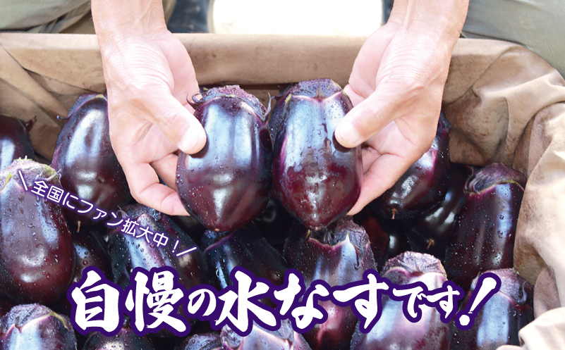 泉州 泉佐野市産 ハウス水なす 20個 夏旬の水なすを冬にどうぞ｜【茄子 泉佐野産 とれたて 新鮮野菜 やさい 高評価 数量限定】