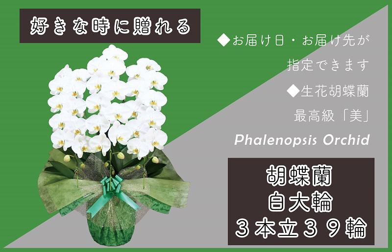 3本立て 胡蝶蘭 39輪〜42輪 白色【木製大型木札 または メッセージカード 付き ラッピング お祝い ギフト 贈答 贈り物 プレゼント 生花 花 農福連携】