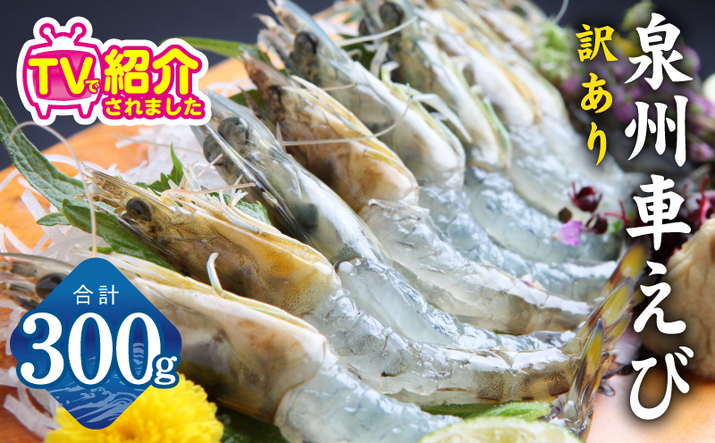 【TVで紹介！】泉州車えび 300g【訳あり サイズ不揃い 生食可 海鮮 車海老 車エビ 海老 えび エビ 刺身 産地直送 急速冷凍 鮮度抜群】
