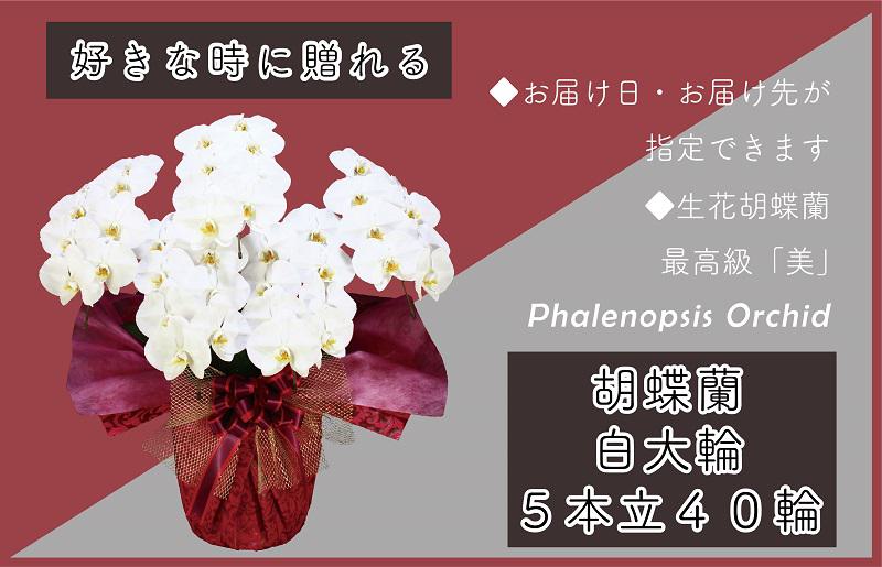 5本立て 胡蝶蘭 40輪〜50輪 白色【木製大型木札 または メッセージカード 付き ラッピング お祝い ギフト 贈答 贈り物 プレゼント 生花 花 農福連携】