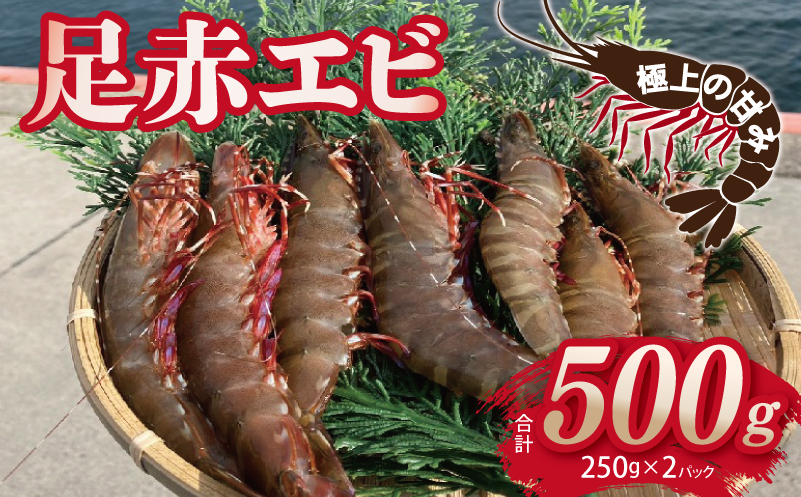 足赤エビ 500ｇ【国産 えび 天然 ぷりぷり 海鮮 水揚げ 生食可】