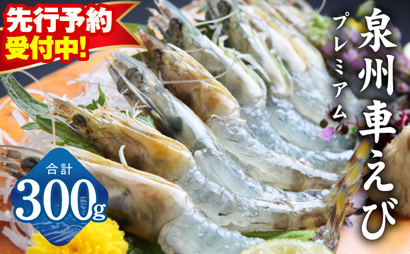 【先行予約】泉州車えび 300g【TVで紹介！ 生食可 海鮮 車海老 車エビ 海老 えび エビ 刺身 産地直送 急速冷凍 鮮度抜群】