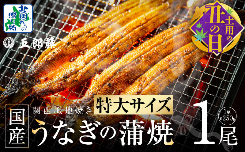 【7/26土用の丑の日】超ビッグサイズ！数量限定！老舗「五郎藤」 関西風地焼き 国産有頭旨鰻 250g×1尾【特大 うなぎ ウナギ 蒲焼き 炭火】