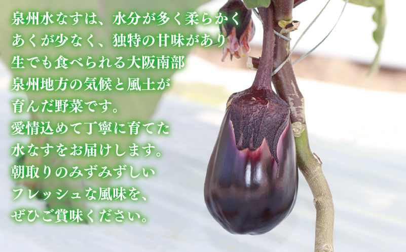 泉州 泉佐野市産 ハウス水なす 6個 夏旬の水なすを冬にどうぞ！【茄子 泉佐野産 とれたて 新鮮野菜 やさい 高評価 数量限定】