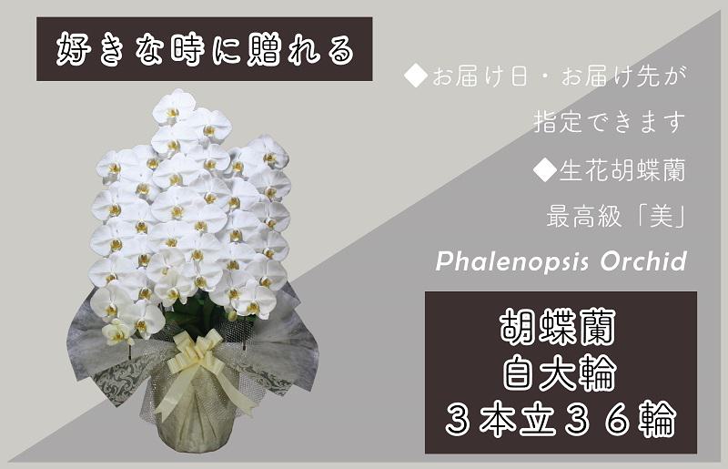 3本立て 胡蝶蘭 36輪〜39輪 白色【木製大型木札 または メッセージカード 付き ラッピング お祝い ギフト 贈答 贈り物 プレゼント 生花 花 農福連携】